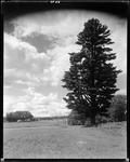 Large Pine Tree At Edge Of A Field In Oxford by George French