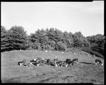 Small Herd Of Cattle In Center Of Field, Stone Wall In Background In Parsonsfield by George French