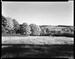 Two Cows Grazing In Foreground, Fields In Distance In Parsonsfield by George French