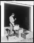 Worker Inspecting Apples In Parsonsfield by George French