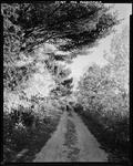 Dirt Road Through Woods In Parsonsfield by George French