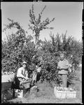 Workers Picking Apples In Parsonsfield by George French