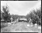 Workers Picking Apples In Parsonsfield by George French