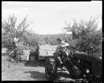 Worker Picking Apples While A Fellow Drives The Tractor In Parsonsfield by George French