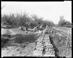 Workers Boxing Apples In Parsonsfield by George French