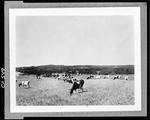 Herd Of Cattle In Field In Damariscotta by George French