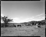 Small Herd Of Cattle In Sebago, Farm In Distance by George French