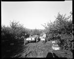 Picking Apples At Douglas Hill by George French