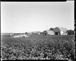 Worker Using A Tractor To Spray Potato Field In Presque Isle, Large Barns In Background by George French