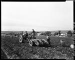 Workers Using Tractor Drawn Potato Harvester In A Presque Isle Field by George French