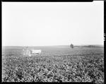 Worker Using A Tractor To Spray A Potato Field In Presque Isle by George French