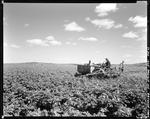 Worker Using A Tractor To Dust Potato Crops In Presque Isle by George French