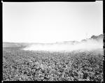 Worker Using A Tractor To Dust Potato Crops In Presque Isle by George French