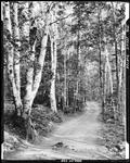 Dirt Road Through A Birch Woods In Porter by George French