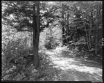 A Camp Road In West Lovell, 1945