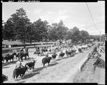 Breeders And Farmers Parading Cattle On Judging Runway Of Fair by George French