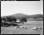 Cattle Grazing In A Pasture In Rumford, Hills In Background by George French