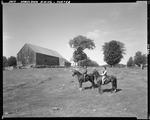 Two Women Riding Horses In A Field In Porter, Nice Old Barn In Background by George French