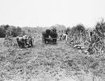 Workers Harvesting Pumpkins; Corn Stalks Also Pictured by George W. French