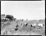 Cattle In Field, Farm In Background In Albion by George French