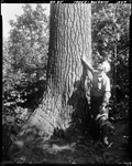 Man Standing Beside Trunk Of Large Pine Tree In Baldwin by George French
