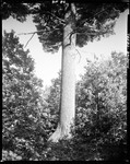Tall Straight Trunk Of A Pine Tree In Baldwin by George French