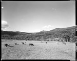 Cattle Scattered In Field In Byron, Hills In Background by George French