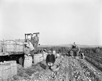 Worker Using A Harvester To Dig Potatoes, Others Harvesting Into Bushel Baskets While Others Load Full Barrels Onto A Truck In Caribou by George French