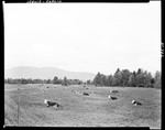 Cattle Lying In A Pasture In Coplin, Mountains In Distance by George French