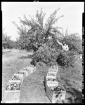 Picking Apples At Myron Lords Orchard In East Parsonsfield by George French