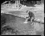 Man Dumping Fish Out Of A Pail At A Fish Hatchery At Dry Mills by George French