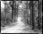 Gravel Road Through Nicely Lit Pine Forest In Hiram by George French