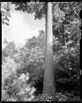 Tall Straight Trunk Of A Large Pine Tree In Hiram by George French