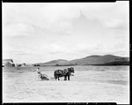 Farmer On A Horse Drawn Mowing Machine In Kennebago, Mountains In Distance by George French