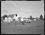 Cattle Leaving Barn At Locust Farm Dairy In North Limington, Farm Buildings In Background by George French