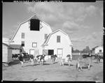 Cattle In Barnyard At Locust Farm Dairy In North Limington by George French
