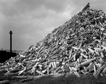 Pulp Log Pile At A Paper Mill In Livermore Falls by George French