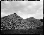 Pulp Log Piles At A Paper Mill In Livermore Falls by George French