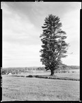 Tall Pine Tree In Center Of A Field In Oxford by George French