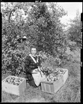 Picking Apples In Parsonsfield by George French