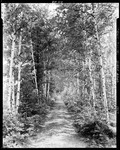 Woods Road Through A Stand Of White Birch In Porter by George French