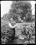 White Bearded Farmer Standing In Garden Holding A Freshly Picked Ear Of Corn In Porter by George French