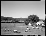 Cattle Grazing In Foreground, Farm Buildings On Right, View Of Hills And Fields In Distance In Rumford by George French
