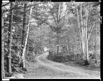 Dirt Road Through A Birch Wood In Stowe by George French