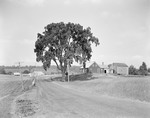 Road Past A Farmhouse And Barn In Thorndike, Nice Shade Tree Out Front by George French