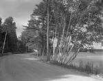 Gravel Road Along A Lake Shore In Wayne, Stand Of Birches In Foreground by George French