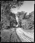 Gravel Road Through Woods In West Brownfield by George French