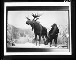 Moose Diorama State Museum 50/60 (D.E.D Files) by George W. French