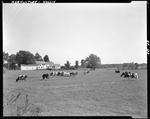 Cows Out To Pasture; Farm Buildings In Background In Hollis by George French