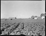 Potato Plants In Blossom, Barns And Farm House In Distance In Mapleton by George French